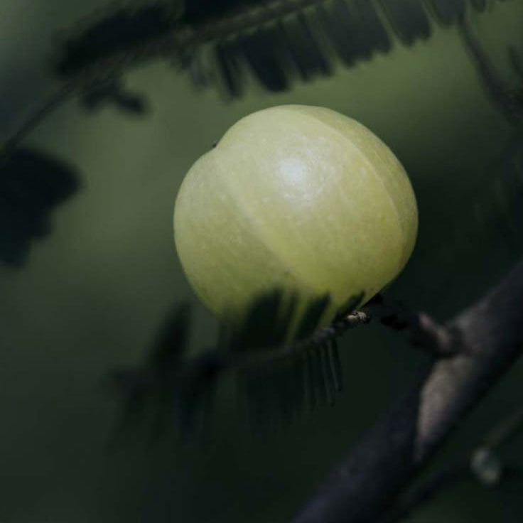 AMLA