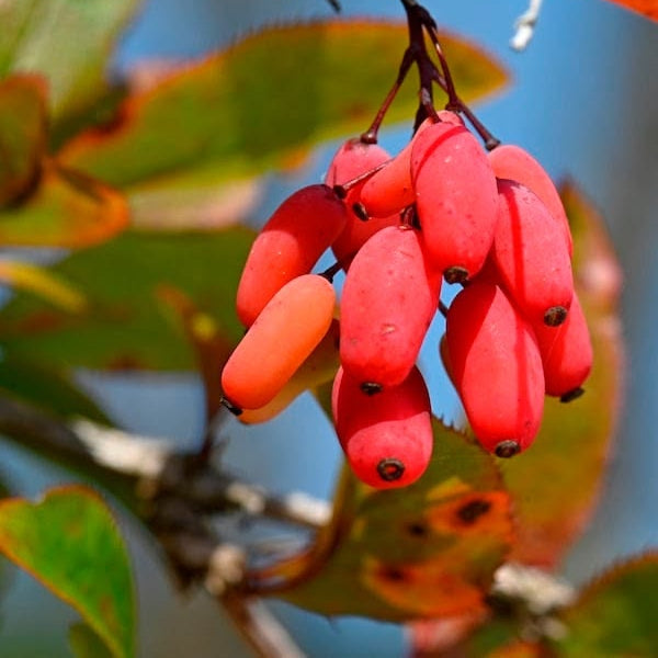 Berberine
