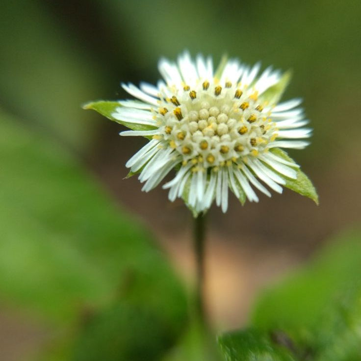 BHRINGRAJ