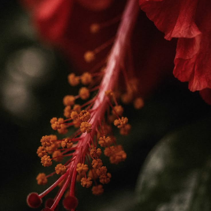 Hibiscus