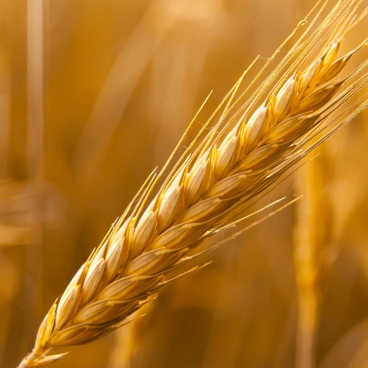 Hydrolysed Wheat Protein