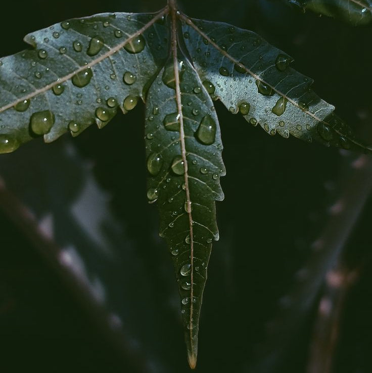 Neem + Karanja