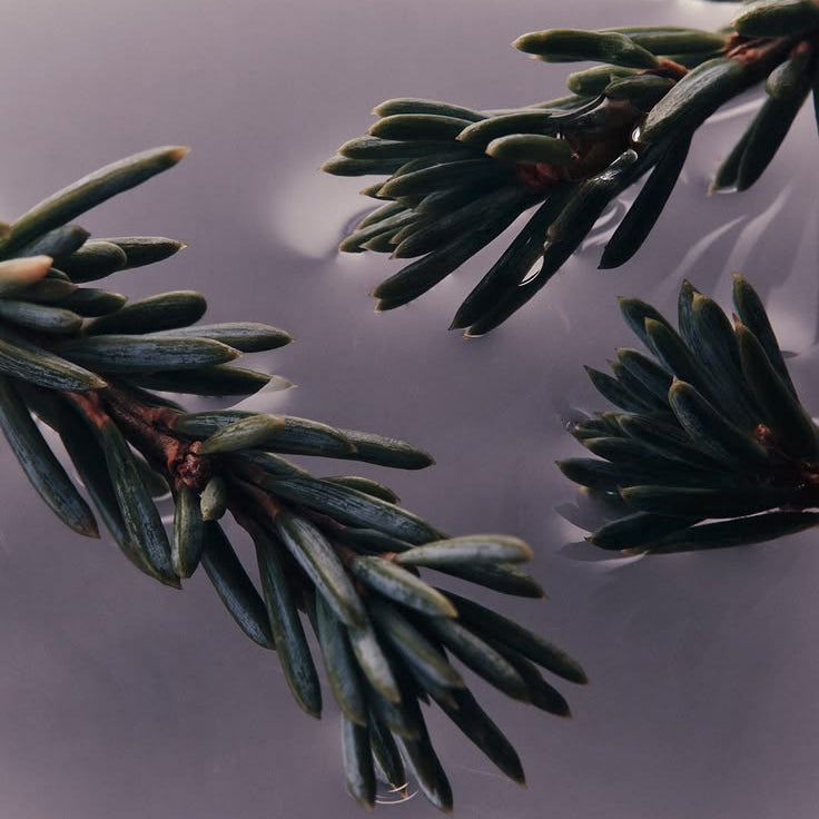 ROSEMARY 